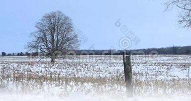 雪景中的4棵K超高清孤独树